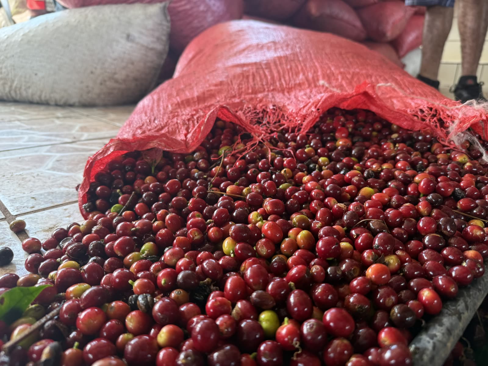 Fresh coffee cherries collected during harvest in Honduras.