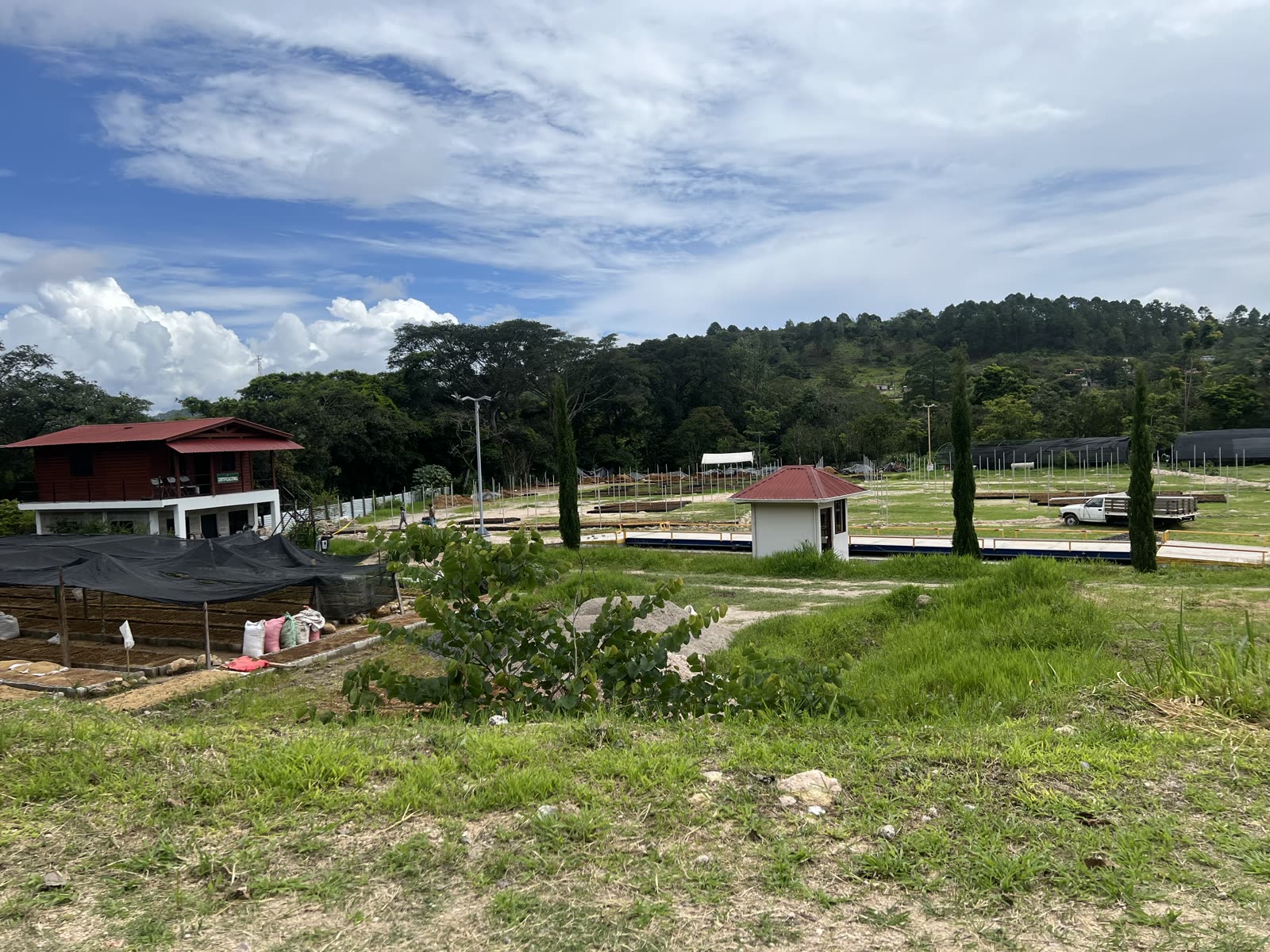 Coffee growing in the Marcala region of Honduras.